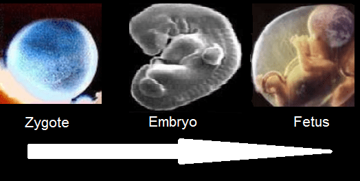 embryo